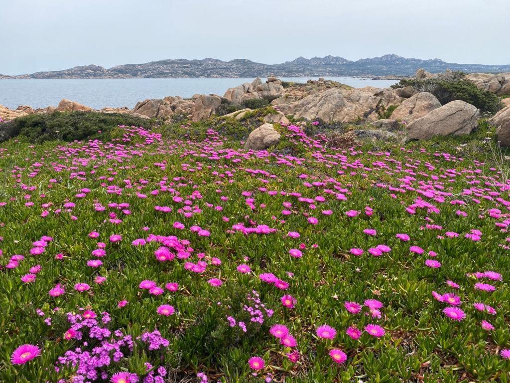 Casa Mughetto R5055 Seafront, Private Sea Access, Swimming Pool Vila La Maddalena  Exterior foto